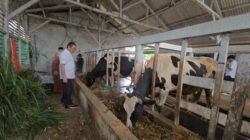 SUSU: Dukung Program P2SP, KUD Bayongbong Dongkrak Produksi Susu dari 8 Liter Per Ekor ke 25 Liter