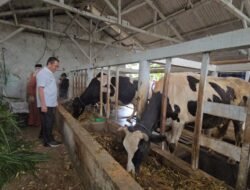 SUSU: Dukung Program P2SP, KUD Bayongbong Dongkrak Produksi Susu dari 8 Liter Per Ekor ke 25 Liter