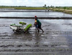 PADI: Gunakan Rice Transplanter untuk Inovasi Modern Tingkatkan Efisiensi dan Produktivitas Padi