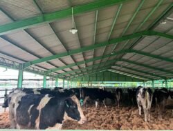SAPI PERAH: 1.213 Ekor Sapi Perah Bunting Tiba di Cilacap, Siap untuk Program Kemitraan