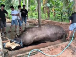 SAPI: Duh….Sapi Bantuan Presiden di Polewali Mandar, Sulbar Mati, Kementan Lakukan Investigasi
