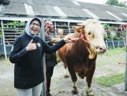 IDULADHA 2025: Sapi Peternak Lumajang, Tembus Seleksi Hewan Kurban Presiden