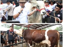 SAPI: Wamentan Sumbang 4 Sapi Jumbo di Ajang Expo Sapi Boyolali, Jawa Tengah