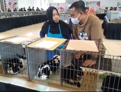 KELINCI: “Republik Terwelu” di Magelang, Dorong Kaum Millenial Budi Daya Kelinci untuk Raup Cuan