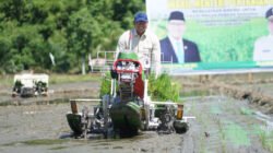 PADI: Tanam Pakai Alat Modern, Produksi Padi di Kayong, Kalbar Naik Tinggi