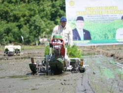 PADI: Tanam Pakai Alat Modern, Produksi Padi di Kayong, Kalbar Naik Tinggi