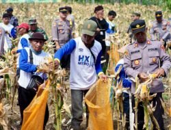 JAGUNG: Upaya Perkuat Ketahanan Pangan Nasional, Panen Raya Jagung Kuartal II di Banyuwangi