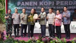 KOPI: Panen Perdana Kopi Robusta Lereng Merapi di Sleman, Yogyakarta