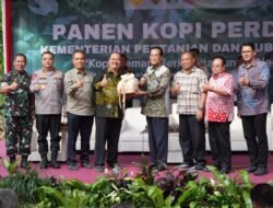 KOPI: Panen Perdana Kopi Robusta Lereng Merapi di Sleman, Yogyakarta