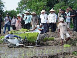 PADI: Surplus, Kabupaten Bantul Dukung Program Swasembada Pangan