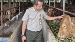 IDULADHA 2025: Kementan Awasi Distribusi dan Penyembelihan Sapi Kurban dari Presiden Prabowo