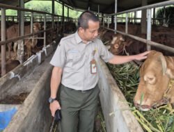IDULADHA 2025: Kementan Awasi Distribusi dan Penyembelihan Sapi Kurban dari Presiden Prabowo
