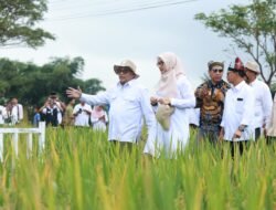 BERAS: Banyuwangi Luncurkan “Sunwangi”, Beras Biofortifikasi Bernutrisi Tinggi
