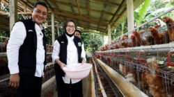 AYAM: Koperasi Merah Putih Jadikan Peternakan Ayam dan Puyuh sebagai Embrio Usaha