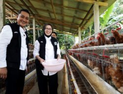 AYAM: Koperasi Merah Putih Jadikan Peternakan Ayam dan Puyuh sebagai Embrio Usaha