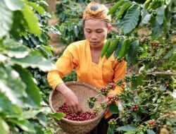 KOPI SENDURO, Hembuskan Aroma Semeru dan Warisan Petani Lumajang
