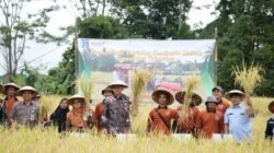 PADI: Dukung Pengembangan Varietas Sembada Merah, Wabup Sleman Lakukan Panen Raya