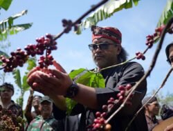 KOPI: Bupati Agus Ingatkan Petani,”Jangan Panen “Jotos” (Ijo Atos). Artinya, mereka harus menghindari pola panen, saat buah dalam kondisi warna hijau alias jotos (ijo atos)