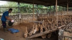 BEBEK PETELUR: Begini Lho, Prospek Beternak Bebek Petelur, Simak Analisa Usahanya…
