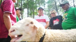 DOMBA: Sukses, Perhelatan “Festival Domba Kelas Terbuka HPDKI 2025” di Pasuruan, Jawa Timur