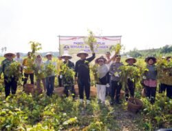 KEDELAI: Panen Raya di Sragen, Jawa Tengah, Bupati Dorong Diversifikasi dan Ketahanan Pangan