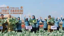 PETANI: Dorong Produktivitas, Gerbas Tani Jadi Simbol Kebangkitan Ekonomi Lokal di Lumajang, Jawa Timur