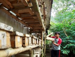 MADU KLENCNEG: Emas Cair dari Kaki Semeru bagi Warga Lumajang