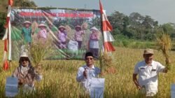 PADI: Panen Raya Padi Sembada Merah Hasil Sekolah Lapang PUPM Margomulyo 2025