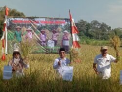 PADI: Panen Raya Padi Sembada Merah Hasil Sekolah Lapang PUPM Margomulyo 2025