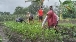 KETAHANAN PANGAN: Pawon Urip Sukorejo Gelar Panen Perdana Aneka Sayur Mayur