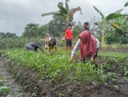KETAHANAN PANGAN: Pawon Urip Sukorejo Gelar Panen Perdana Aneka Sayur Mayur