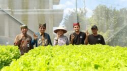 SELADA: Dua Pemuda Jebolan Jagoan Tani Banyuwangi, Sukses Berbudidaya Hidroponik