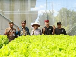 SELADA: Dua Pemuda Jebolan Jagoan Tani Banyuwangi, Sukses Berbudidaya Hidroponik