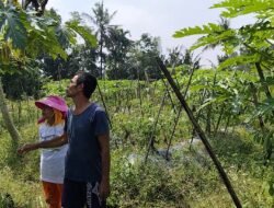 PERTANIAN ORGANIK: Dari Pebisnis, Pasutri di Magelang Ini, Sukses Bertani Organik