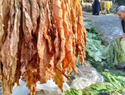 TEMBAKAU: Petani Magelang Berharap Harga Jual Bisa Meningkat