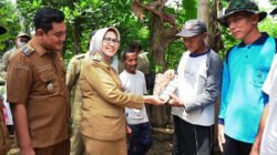 PETERNAKAN: Produktivitas Ternak yang Sehat Jadi Jaminan Ekonomi Warga dan Pemenuhan Gizi