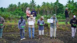 PADI GOGO: Kementan RI dan Pemkot Tidore, Maluku Utara, Tanam Padi Gogo Guna Dukung Ketahanan Pangan