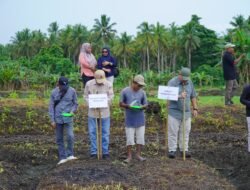 PADI GOGO: Kementan RI dan Pemkot Tidore, Maluku Utara, Tanam Padi Gogo Guna Dukung Ketahanan Pangan