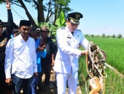 TIKUS: Hadapi Wabah, Kabupaten Indramayu Andalkan Ular, Biawak dan Burung Hantu