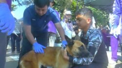 RABIES: Tersedia Vaksin bagi 350 Hewan Piaraan untuk Cegah Rabies di Kabupaten Temanggung, Jawa Tengah