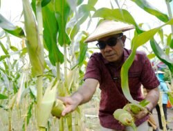 JAGUNG: Panen Perdana Dukung Ketahanan Pangan Keluarga di Tidore, Maluku Utara