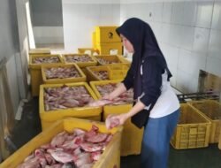 IKAN NILA: Setelah Ikan Lele, Giliran Nila Masuk dalam Program Makan Bergizi Gratis di Rembang, Jawa Tengah