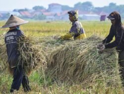 BERAS: Mendagri Bilang Pemerintah Siapkan Langkah Strategis untuk Stabilkan Harga Beras