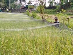 HAMA: Duh…Marak di Lereng Gunung Merapi, Kabupaten Magelang, Petani Padi Organik Siaga Jaga Sawah