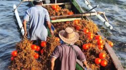 RUMPUT LAUT, Gorontalo Terapkan Budi Daya yang Ramah Lingkungan