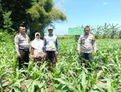 JAGUNG: Program Polisi Cinta Tani Kembangkan Tanaman Jagung Dukung Program Ketahanan Pangan di Sidoarjo, Jawa Timur