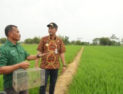 TIKUS: Kendalikan Hama, Pemkab Klaten Intensifkan Trap Barrier System