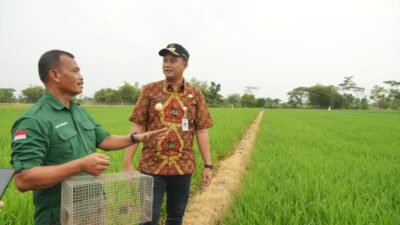 TIKUS: Kendalikan Hama, Pemkab Klaten Intensifkan Trap Barrier System