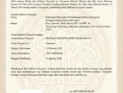 MANGGA GEDONG GINCU Indramayu, Dikukuhkan dengan Sertifikat Indikasi Geografis