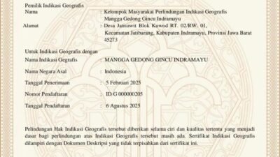MANGGA GEDONG GINCU Indramayu, Dikukuhkan dengan Sertifikat Indikasi Geografis